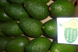 Hass Avocados from Kenya